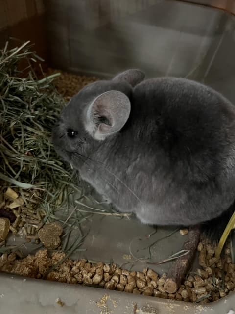 Chinchilla en route vers l'Asie