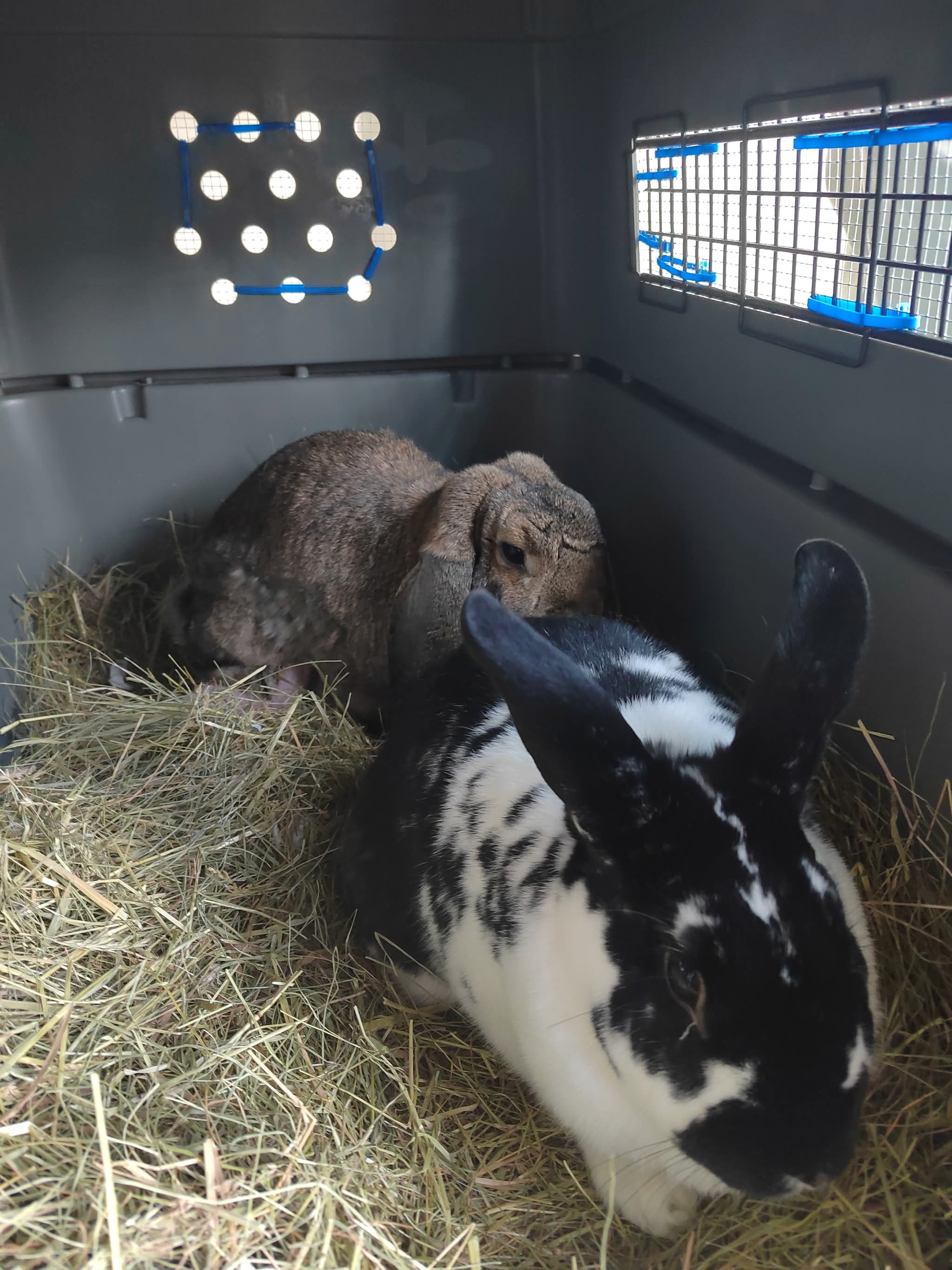 Lapins voyageant ensemble