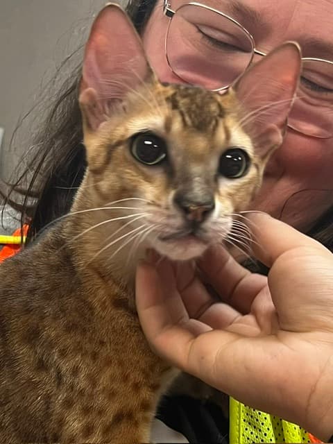 Chaton Savannah, choyé jusqu'à l'arrivée